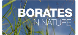 Borates in Nature